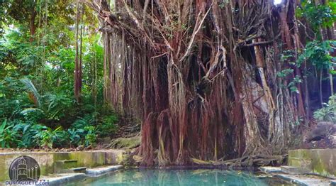 balete tree in english|balete tree siquijor.
